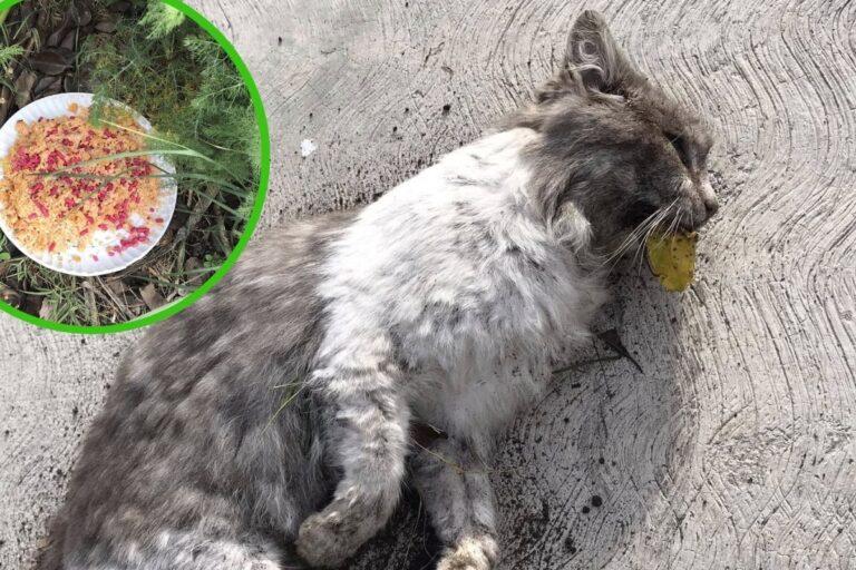 Imagen: Astrid acusa a su abuela de envenenar a ocho gatos en Cuautepec de Hinojosa