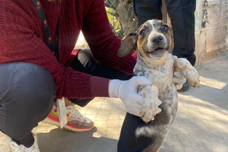 Imagen: ¿Qué hacer ante un caso de maltrato animal?