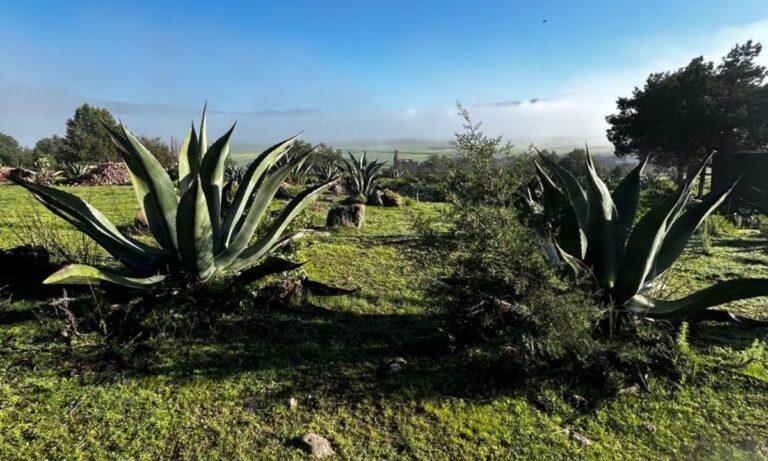 Imagen: Buscan crear un catálogo de tlachiqueros, en Tepeapulco
