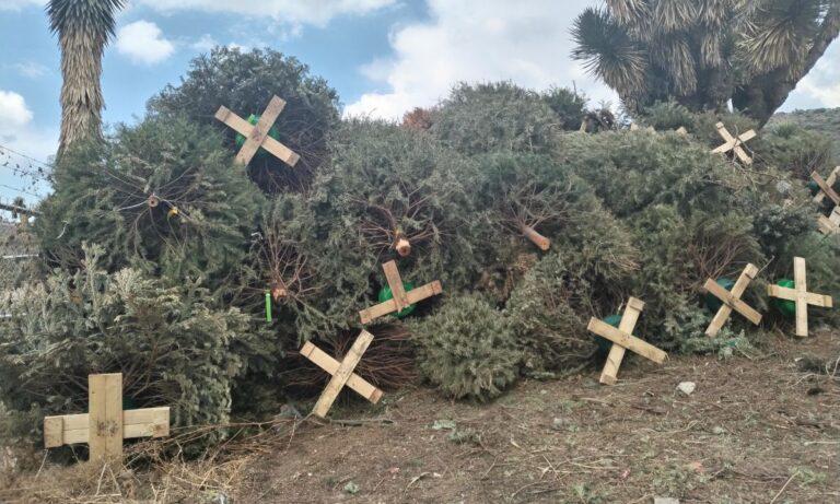 Imagen: Semarnath recibe 80 árboles de Navidad para producir abono