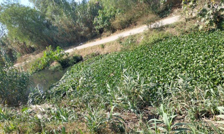 Imagen: Lirio y mosco culex se extendieron hasta San Marcos, en Tula, dice delegada