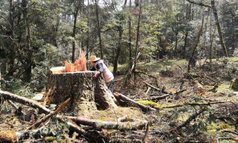 Imagen: Atiende gobierno de Hidalgo tala clandestina con entidades vecinas