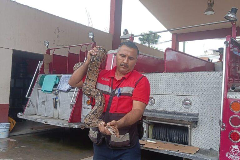 Imagen: Albañiles encuentran una boa constrictor en medio de escombros en Huejutla
