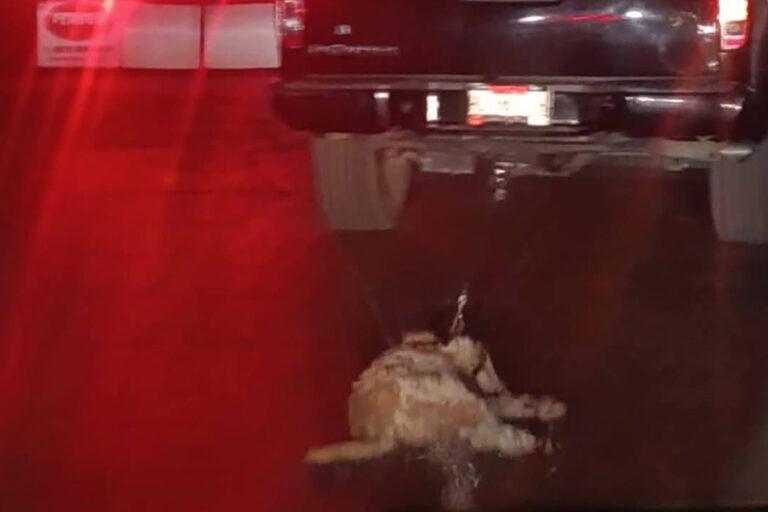 Imagen: Tulancingo: Van 2 casos de perros atados a camionetas en movimiento