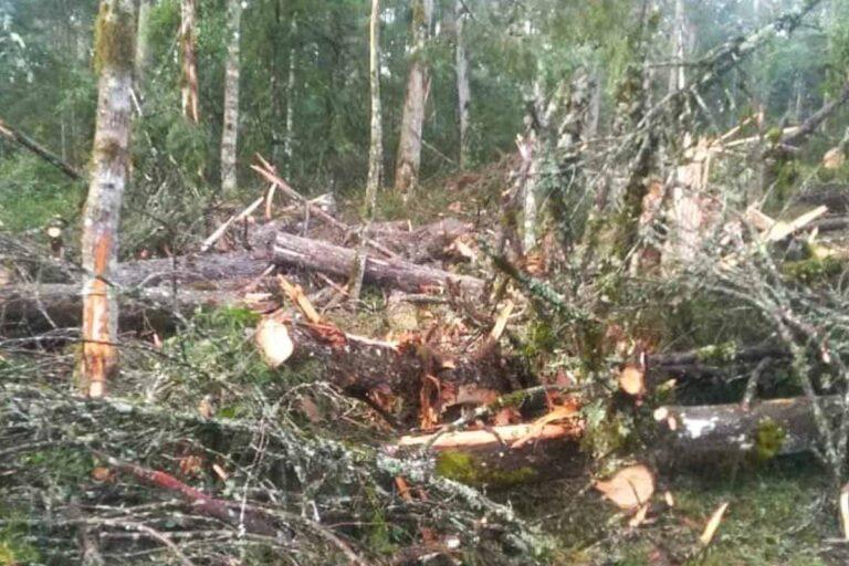 Imagen: Tala clandestina está presente en Santiago Tulantepec: alcaldesa