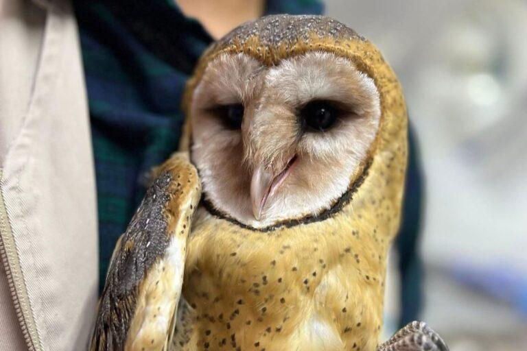 Imagen: ¡De vuela a casa! Liberan ejemplares de animales silvestres en Metztitlán
