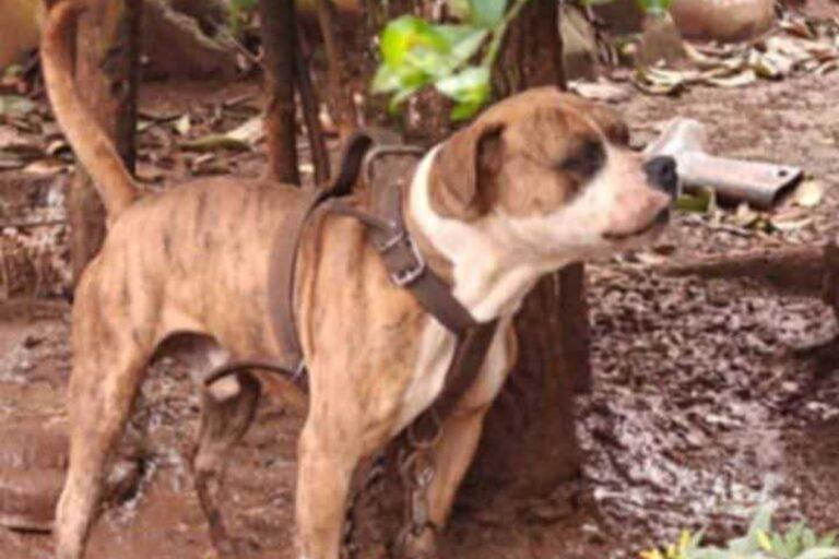 Imagen: Activista denuncia maltrato animal en Huautla y Huejutla