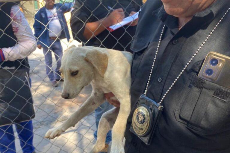 Imagen: En Hidalgo, cuatro municipios son focos rojos en maltrato animal