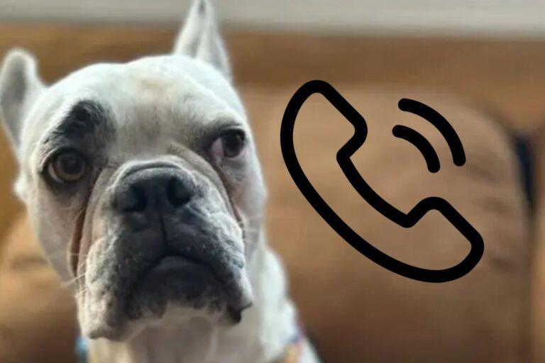 Imagen: Teléfono para animales: ¡Tu mascota podría llamarte pronto!