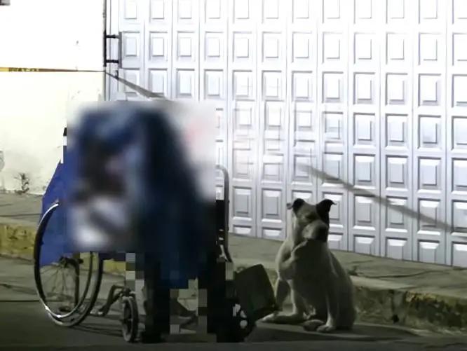 Imagen: Hasta el final: Perrito se niega a dejar a su dueño en silla de ruedas tras su muerte