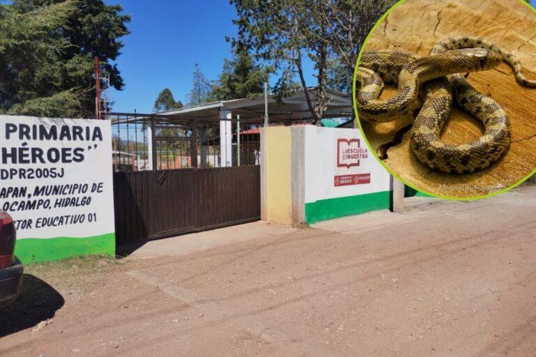 Imagen: Presencia de serpientes cerca de una escuela en Huasca alerta a padres de familia 