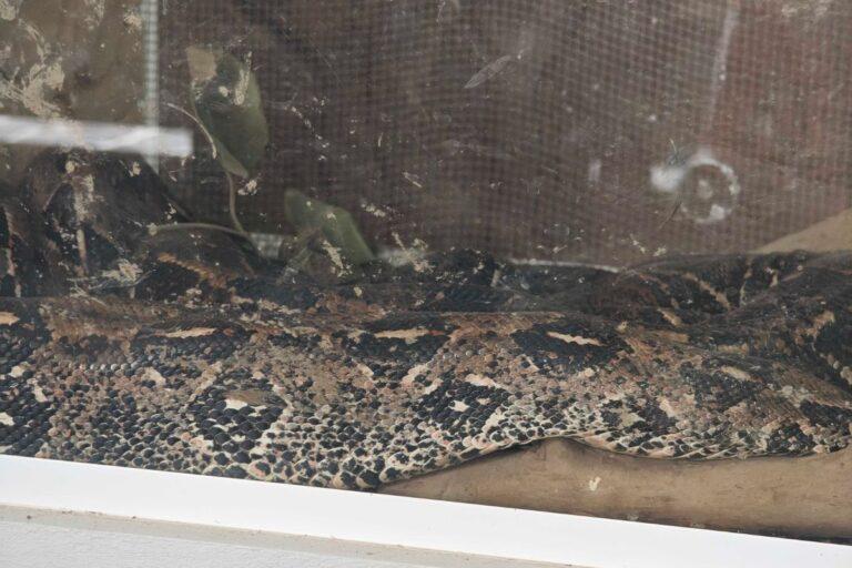 Imagen: Tepehuacán de Guerrero: Boa gigante sorprende a vecinos en caminos rurales