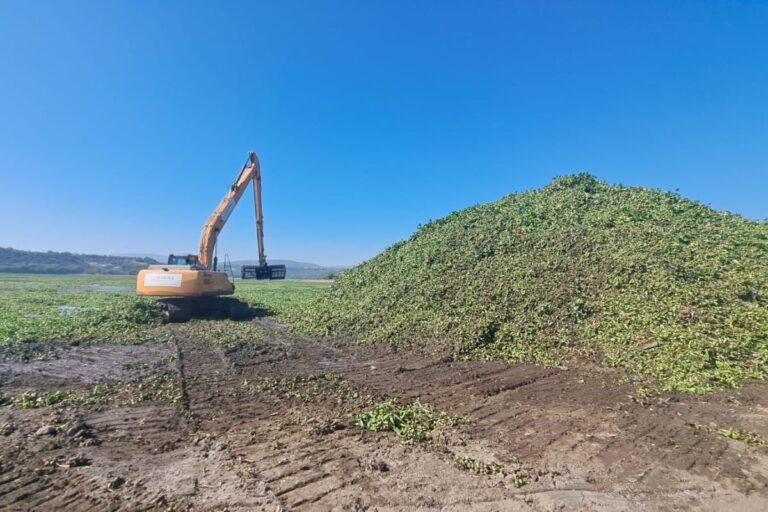 Imagen: Pese a labores, 85% de presa Endhó sigue invadida por el lirio