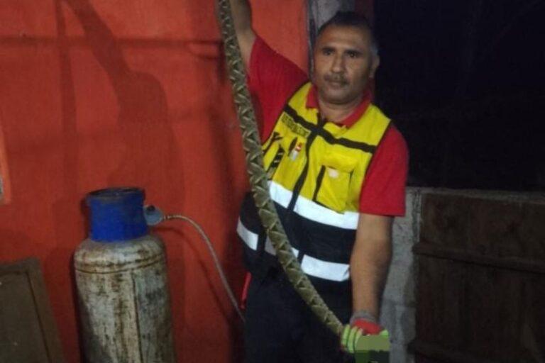 Imagen: Bomberos de Huejutla capturan una peligrosa serpiente venenosa en una vivienda