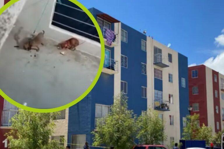 Imagen: Video: Denuncian maltrato de cachorros en Mineral de la Reforma