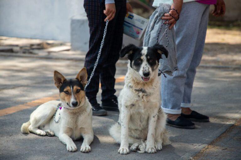Imagen: Tlahuelilpan suma 450 esterilizaciones caninas y felinas
