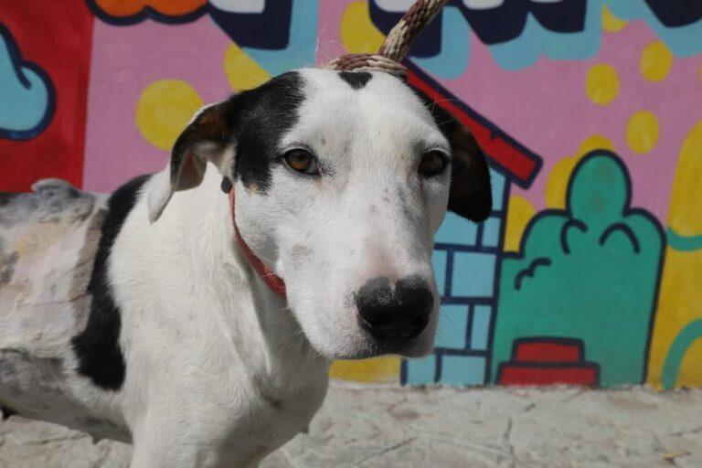 Imagen: Clarita, la perrita que sobrevivió a un ataque con cuchillo en Pachuca