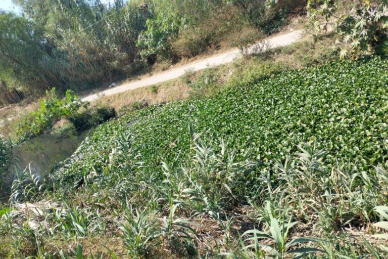 Imagen: Crítica, proliferación del mosco culex en comunidad de Tula, dicen vecinos