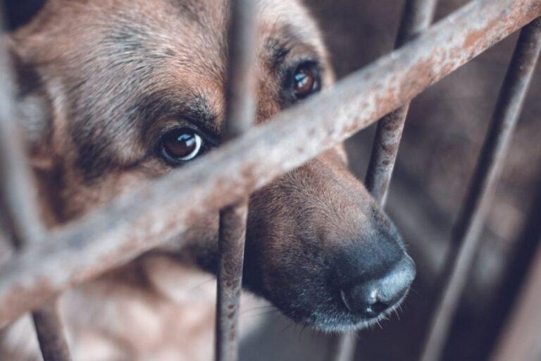 Imagen: Vecinos de Atitalaquia exigen intervención de autoridades ante maltrato animal