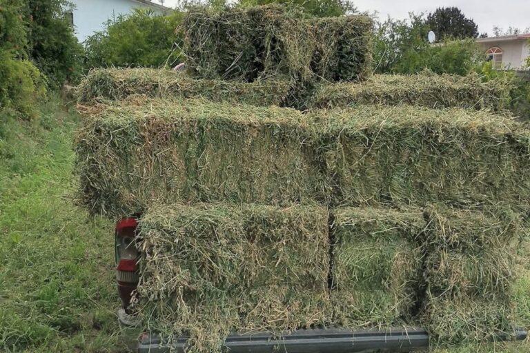 Imagen: Paca de alfalfa se vende hasta en 120 pesos en el Valle del Mezquital