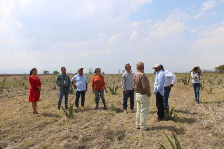 Imagen: Monitorean plantación de agaves en Metzquititlán