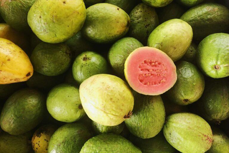 Imagen: Zimapán es el segundo productor de guayaba en Hidalgo