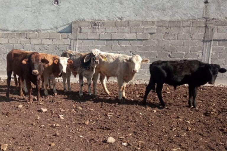 Imagen: Por falta de forraje, sube el precio de la carne en el Valle del Mezquital