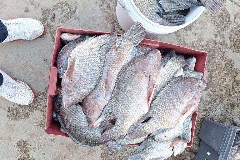 Imagen: Precio de pescado llega hasta los 160 pesos por kilo, en el Valle del Mezquital
