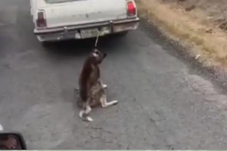 Imagen: Los casos de maltrato animal que han indignado a Hidalgo