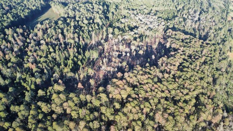 Imagen: Buscan recursos para rehabilitar bosques dañados por plaga