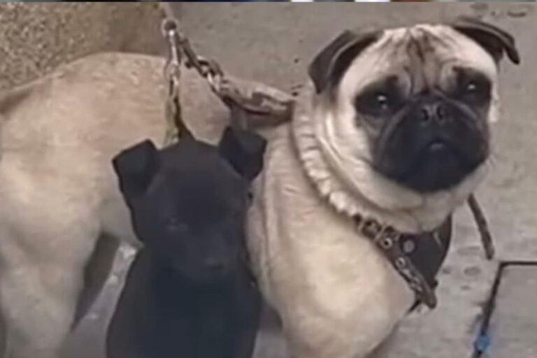 Imagen: Muere perrita pug por maltrato animal en Chalco, Estado de México; denuncian a los responsables