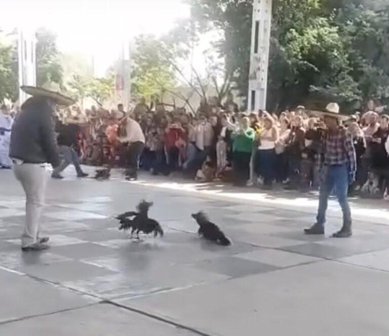 Imagen: Supuesta pelea de gallos en escuela de Mineral de la Reforma genera controversia en redes sociales