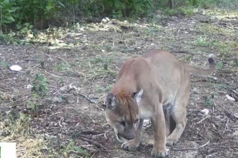 Imagen: Hidalgo: estas son las especies de felinos silvestres que habitan en el estado