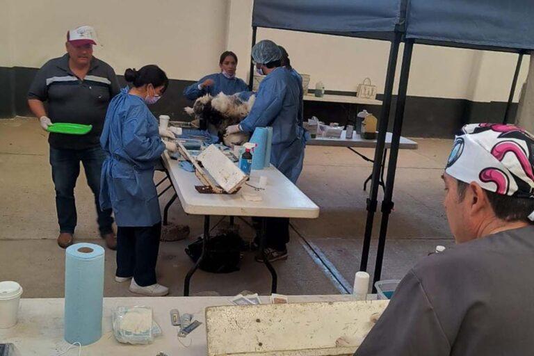 Imagen: Esterilizan a más de 200 perros y gatos en Cuautepec