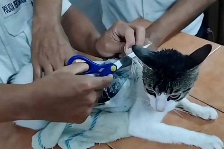 Imagen: Narcomichi: Atrapan a gato con 300 gramos de droga en Costa Rica