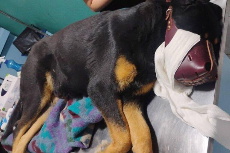 Imagen: Santiago Tulantepec no cuenta con un reglamento para protección de animales
