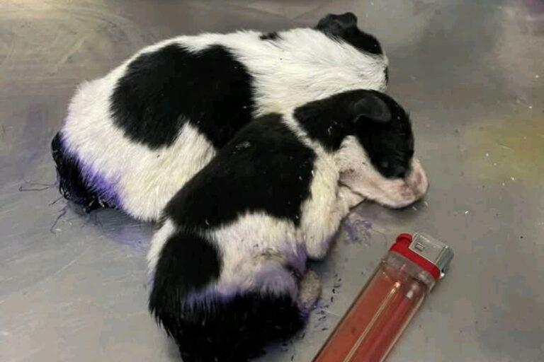 Imagen: Maltrato animal y caso de envenenamiento preocupan a rescatistas en Zacualtipán
