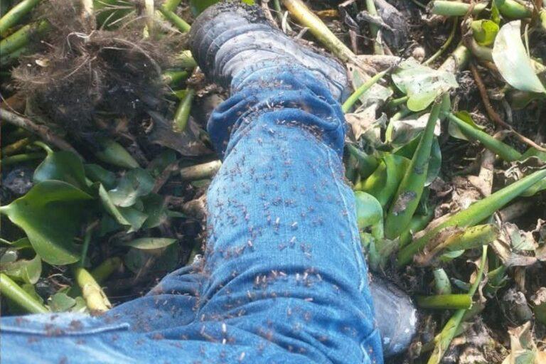 Imagen: Realizan la cuarta fumigación contra el mosco culex en zonas aledañas a la presa Endhó
