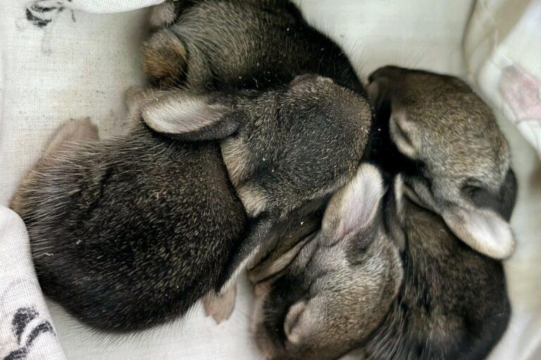 Imagen: Gobierno de Santiago de Anaya busca proteger a la fauna silvestre