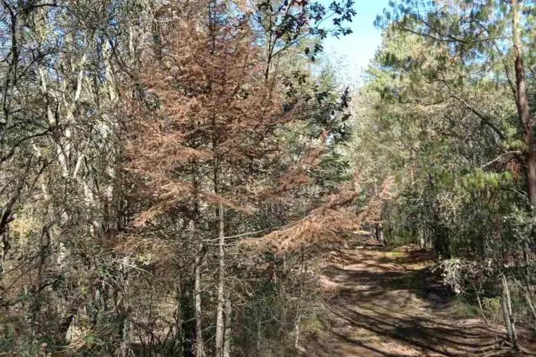 Imagen: ¿Cuántos árboles han derribado en el parque nacional El Chico?