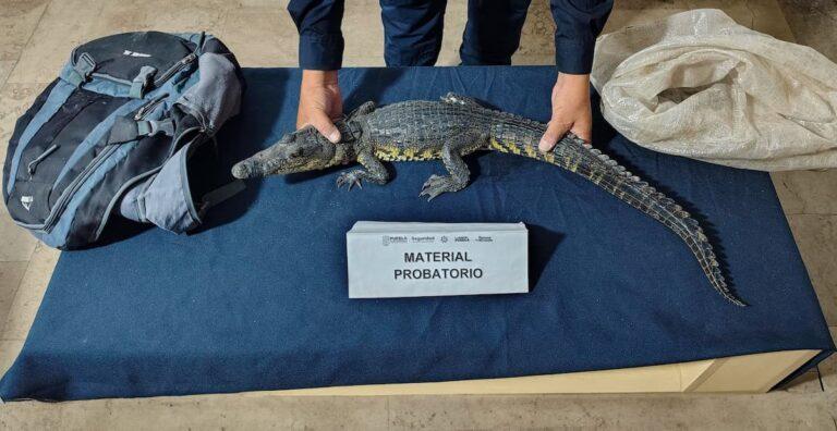Imagen: Cocodrilo de pantano fue abandonado en una mochila en el Zócalo de Puebla