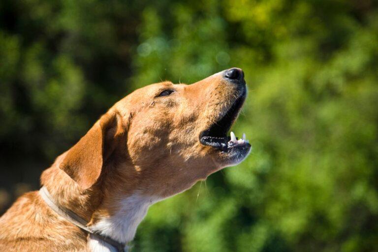 Imagen: Monterrey: Perros que ladren podrían generar multa de hasta 4 mil 500 pesos