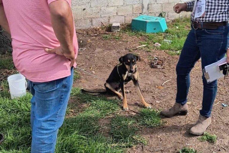 Imagen: Reportan como delicada la salud del perro que fue colgado en Tulancingo