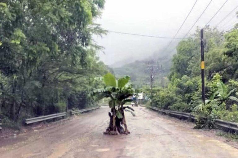 Imagen: Siembran árbol de plátano en bache de la carretera Tres Huastecas, en Huejutla