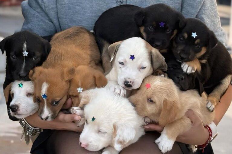 Imagen: Pachuca: ¡Cambia la vida de un perrito! Participa en la campaña de adopción