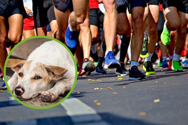 Imagen: ¡Atención Pachuca! Participa en la carrera que ayuda a perros callejeros, se trata de Huellas que transforman 