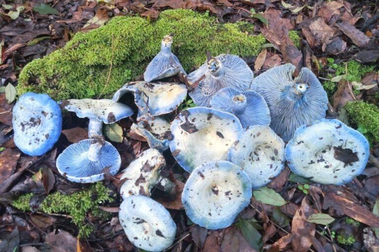 Imagen: En temporada de hongos, ofrecen caminatas y gastronomía en Omitlán