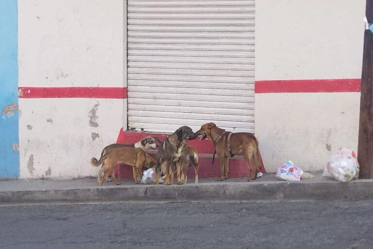 Imagen: Tulancingo, entre los municipios de Hidalgo con más perros y gatos