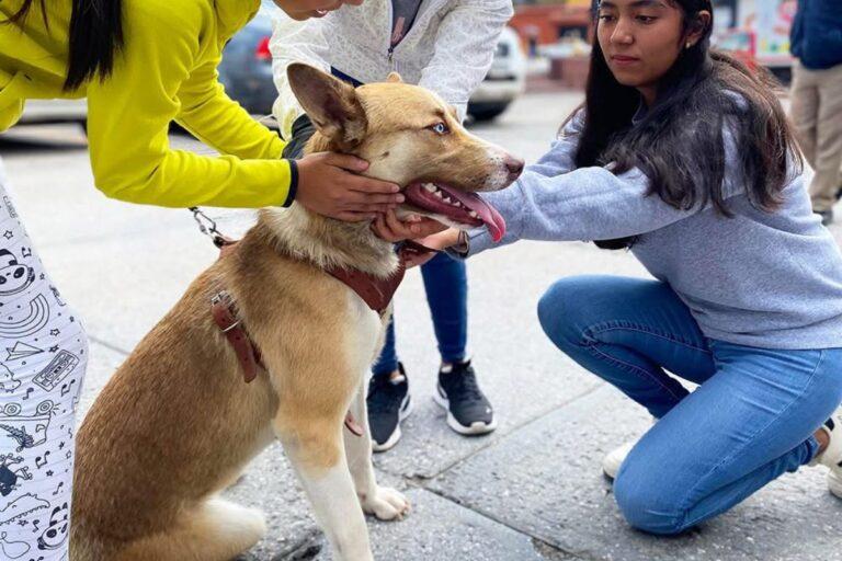 Imagen: Realiza Tlahuelilpan jornada de esterilización canina