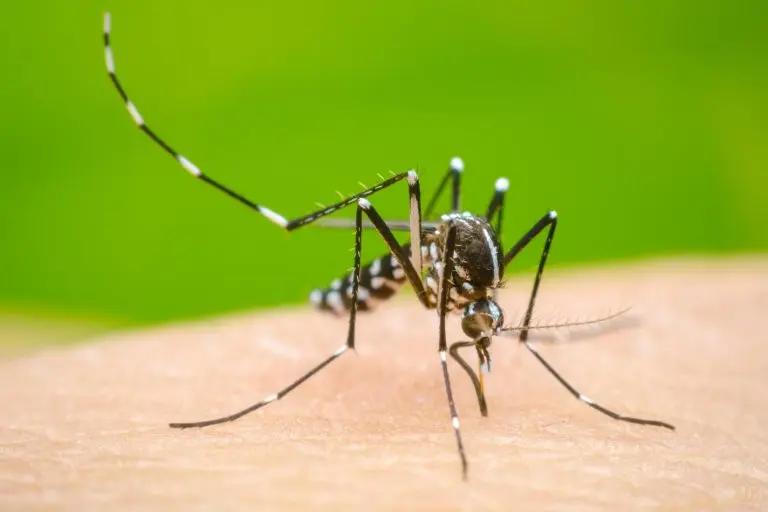 Imagen: Reportaron ocho casos de dengue en Hidalgo en una semana
